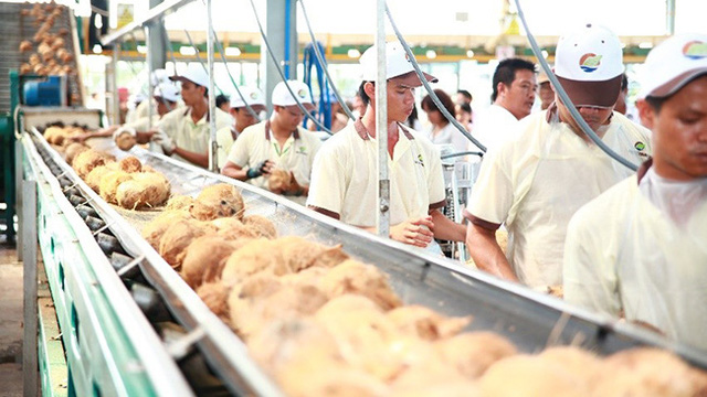 Bloomberg: Cơ hội cho ngành dừa Việt Nam từ nhu cầu ăn uống không sữa của người tiêu dùng phương Tây - Ảnh 1. Bloomberg: Cơ hội cho ngành dừa Việt Nam từ nhu cầu ăn uống không sữa của người tiêu dùng phương Tây - Ảnh 1.