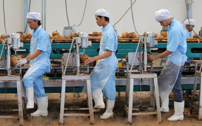 Bloomberg: Cơ hội cho ngành dừa Việt Nam từ nhu cầu ăn uống Bloomberg: Cơ hội cho ngành dừa Việt Nam từ nhu cầu ăn uống