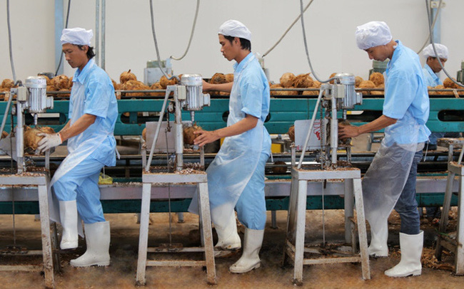 Bloomberg: Cơ hội cho ngành dừa Việt Nam từ nhu cầu ăn uống 