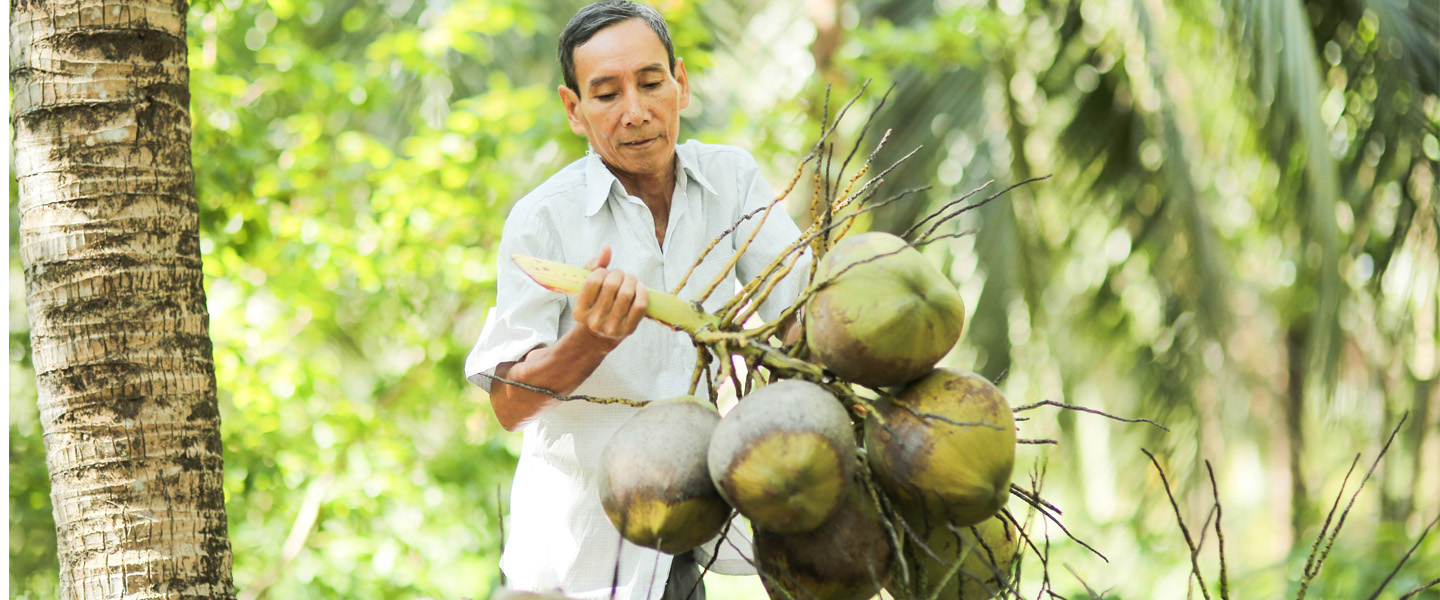 Vùng dừa Bến Tre | Coconut water company. Betrimex Vietnam